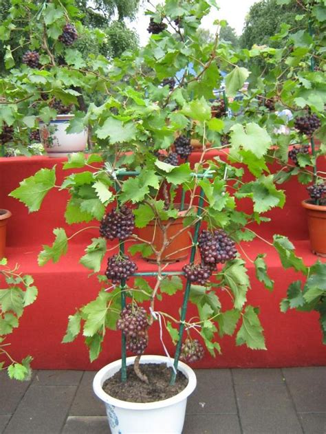 葡萄盆栽種植